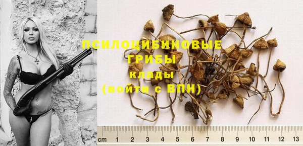 крисы Баксан